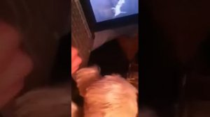 Dixie watches westie puppy Lupi