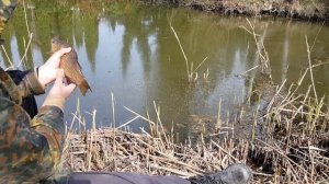Карась у маленькому ставку. Рибалка на поплавок