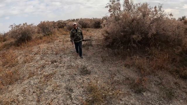 қырғауылға аңшылық 2023. охота на фазана 2023. #охота #фазан #қырғауыл #2023 смотреть онлайн