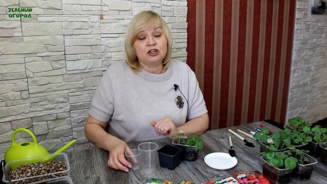 Рассаде ПЕЛАРГОНИИ 33 дня! Пришло время её ПИКИРОВАТЬ! Советы от ЗЕЛЕНОГО ОГОРОДА!