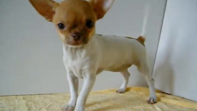 Кирфельд Цветная Картинка смотреть онлайн