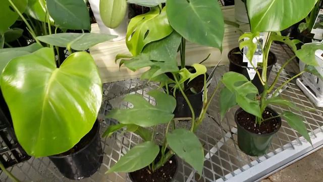 Des Moines Iowa Plant Tour Part 1  Plant Tour  Plant Shopping  Iowa  Iowa Plants  Ep18