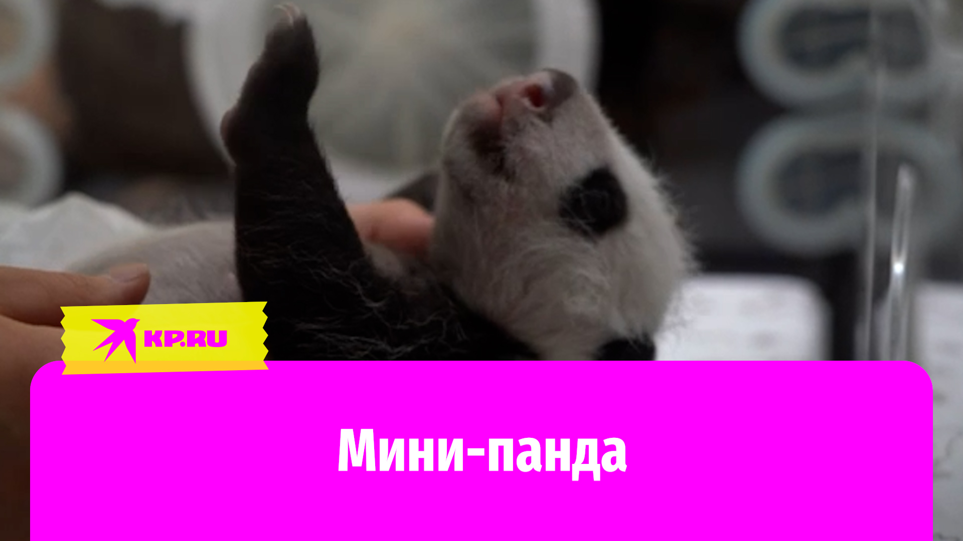В московском зоопарке появилась панда-девочка