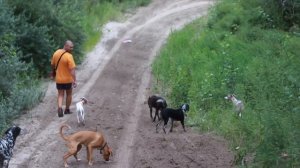 walk with dogs - прогулка с курцхаарами и уиппетами