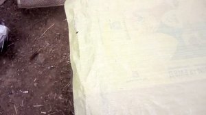 Поддоны для перепелов с того что есть под рукой