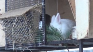 Елка,Сосна кроликам!! Лучшая подкормка кроликов зимой!! Хвоя как лекарство и витаминная добавка!!