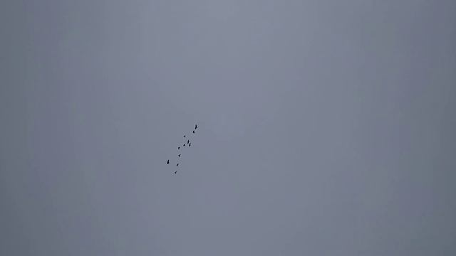 Николаевские голуби в небе.Очень плохая погода. смотреть онлайн