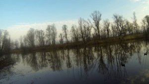 Весенняя охота на селезня с электронным манком в Беларуси. Часть 4