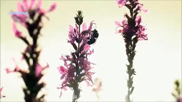 МЕДИТАЦИЯ ИСКУССТВО ПРАЗДНОВАНИЯ ОШО смотреть онлайн