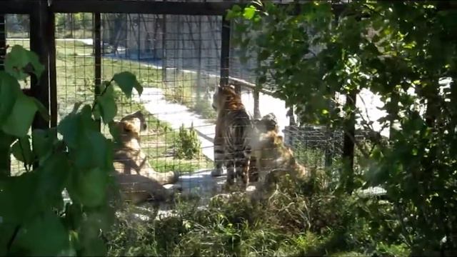 Кошки Крыма, маленькие и большие смотреть онлайн