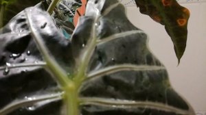 Паутинный клещ на алоказии. Все цветы обработать!
