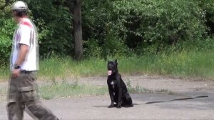 Тренировка собаки Кане Корсо на выдержку. #CaneCorso