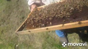 РОЙ БЕЗ МАТКИ ???  ЗНАЧИТ СЛЕТ