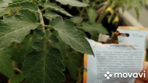 Томат ЗОЛОТОЙ КОЛОКОЛЬЧИК