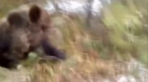 Люди спасают ПОПАВШИХ В БЕДУ диких животных! Герои нашего времени.