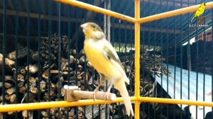 Your Canary WILL NOT STOP SINGING After Looking  This Video