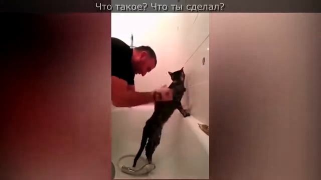 Чеченский кот: чеченец моет своего кота Муса смотреть онлайн