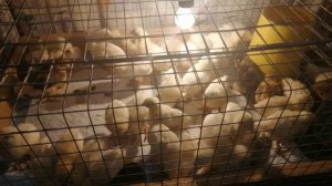 Первый выводок цеплят породы леггорн и русские хохлатые.