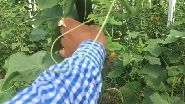 О чем говорят растения? Виноград, огурец смотреть онлайн