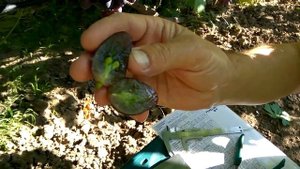 @Виноград Рембо. Крупный виноград. Хороший виноград