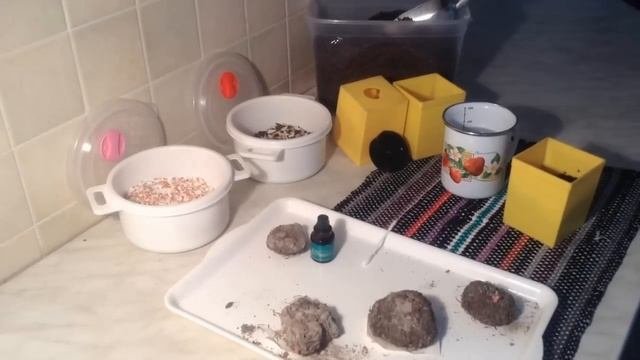 119.Бегония  клубневая -  настоящее украшение сада.