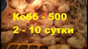 Бройлер Кобб - 500. Содержание, питание и потери со 2 по 10 день.
