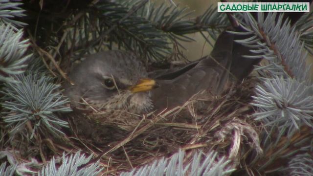 Дрозд обыкновенный (певчий): от строительства гнезда до... Дневник. Дни 5-6 смотреть онлайн