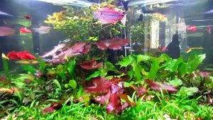 Дизайн углового аквариума 150 литров