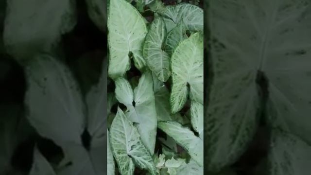 syngonium white butterfly plant,,, | syngonium podophyllum,,, #shorts