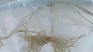 Мастер-класс оформление зала тканью. Свадебное оформление. Свадьба в золотом