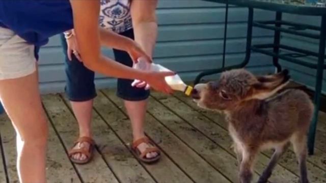 Ослик вырос вместе с собаками, и он думает, что он собака, только посмотрите на эту малышку смотреть онлайн