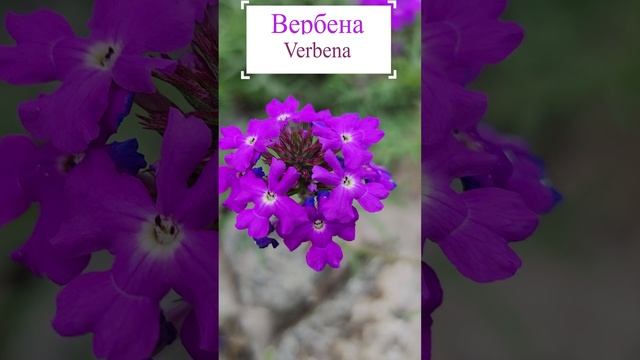 Вербена (Verbena)?