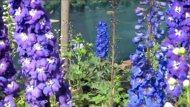 Larkspur Nursery Delphinium Seedlings смотреть онлайн