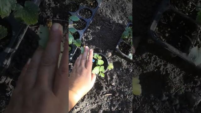 астильба из семян часть 2. смотреть онлайн