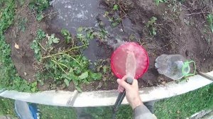 Две Абиссинки в один дебет.