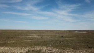 Уличная еда Казахстана, что едят казахи?