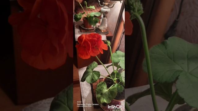 Купленную Пеларгонию. Правильно пересаживаем..? смотреть онлайн