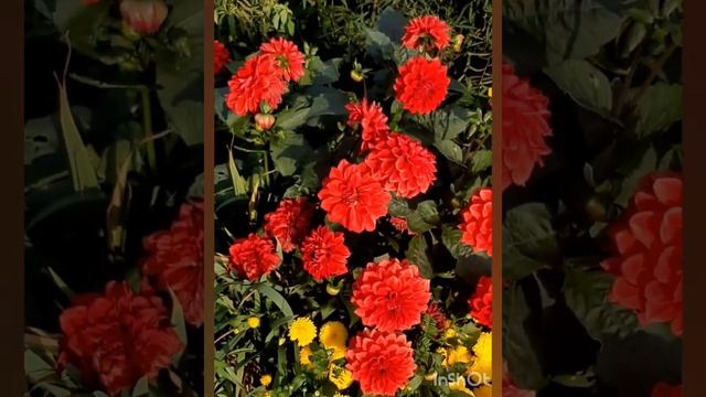 георгин Менорка смотреть онлайн