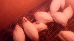 Перепелятам 1 месяц!.