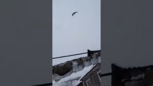 Голуби серпатые