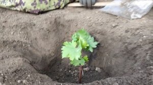 Уход за виноградом. Часть 1: Посадка