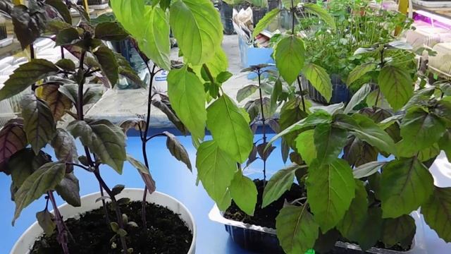 Что можно выращивать дома: 5 неожиданных и полезных растений