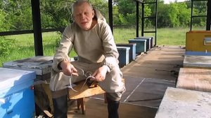 Облёт матки. Залет матки в чужой улей