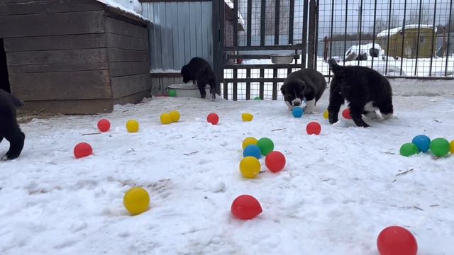 СУРДАН КАРАШ помет «Э» 1.5 месяца (январь 2022) смотреть онлайн