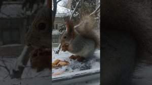Белочка ест, птички караулят)#животные#animals#белка#squirrel#зима
