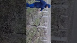 Обрезка муската гамбургский.
