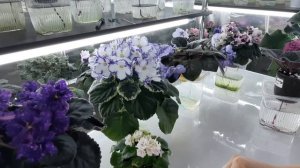 Как добиться ПЫШНОГО ЦВЕТЕНИЯ у ФИАЛКИ?