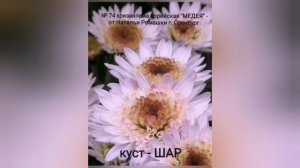 самые КРАСИВЫЕ хризантемы - зимостойкие корейские сорта!