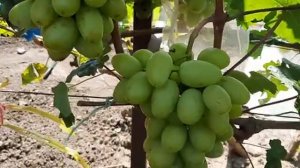 ГФ Винограда ВАСИЛИСА2 (Калугин В.М.). 06.09.2023г.