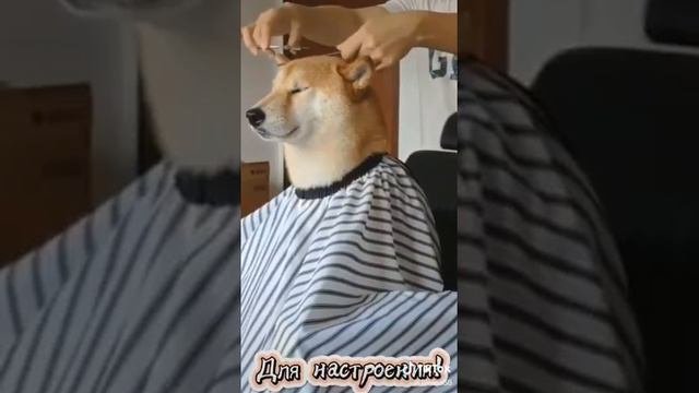 Самые смешные животные 2021 года!! 🤣🤣🤣😅